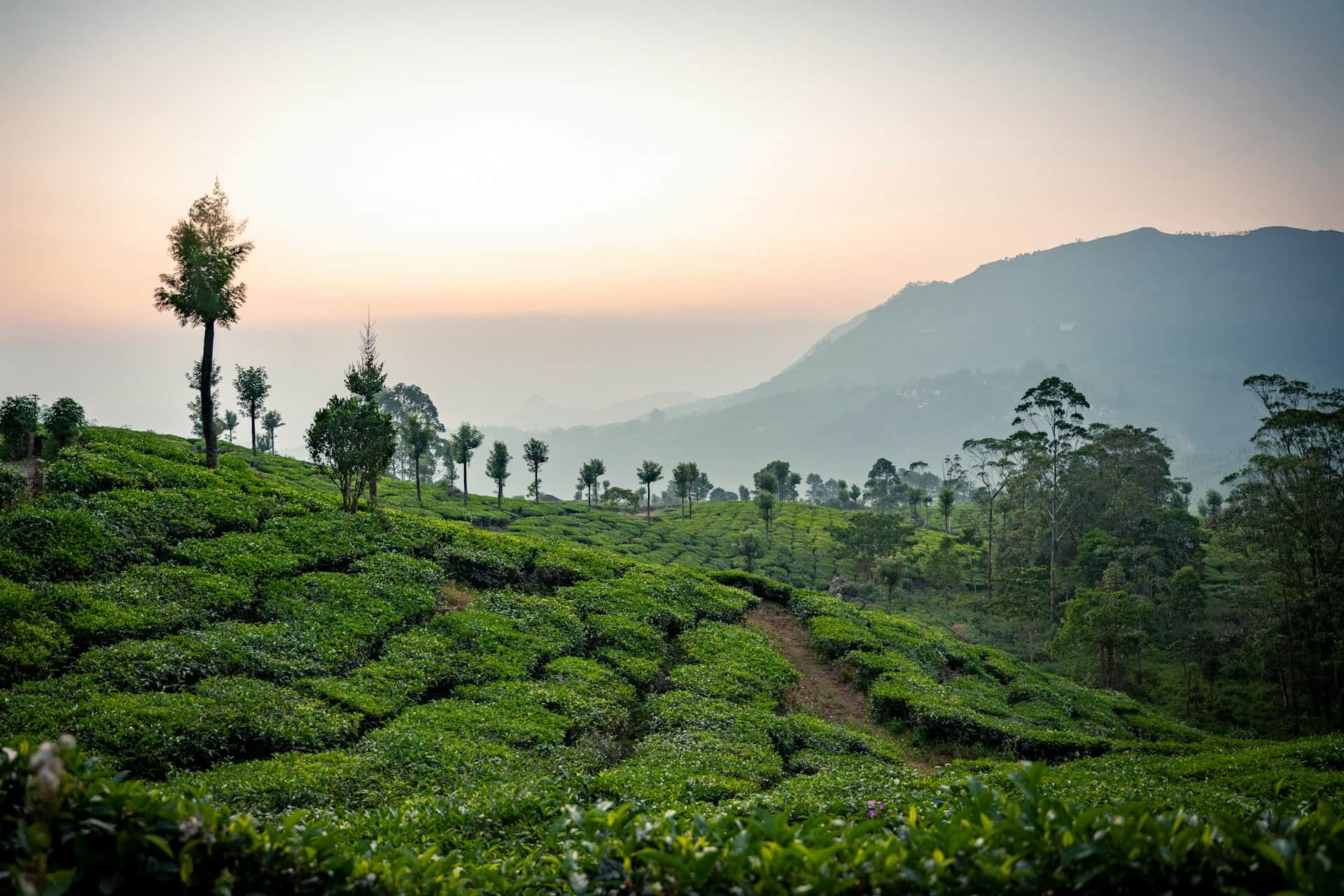 Tea plantation representing the TVanamm café franchise